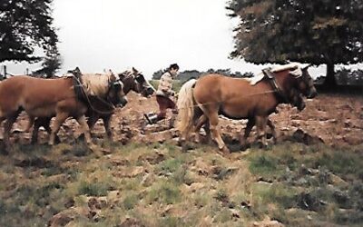 Lick and chew, think and blink