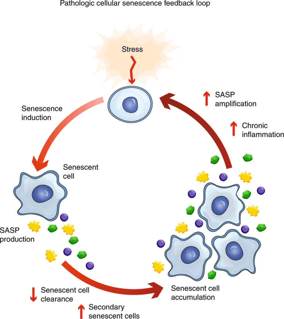 Diagram illustrating senescent cell feedback loop in chronic Cell Danger Response
