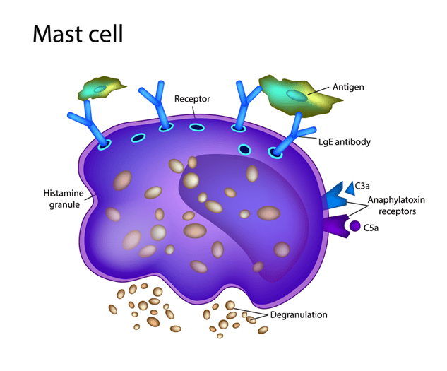 Diagram of a mast cell with antigen receptors, anaphylatoxin receptors, histamine granules, and degranulation