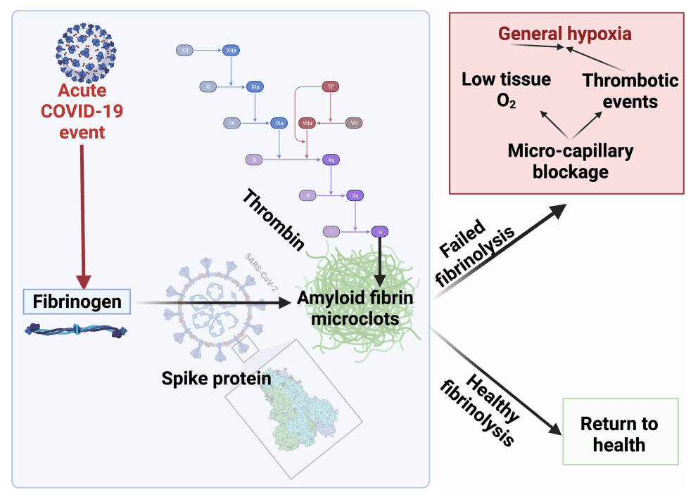 Diagram showing effect of spike protein on thrombin and fibrinogen, resulting in amyloid fibrin microclots. Downstream effects illustrated include tissue hypoxia, micro-capillary blockage, and thrombotic events