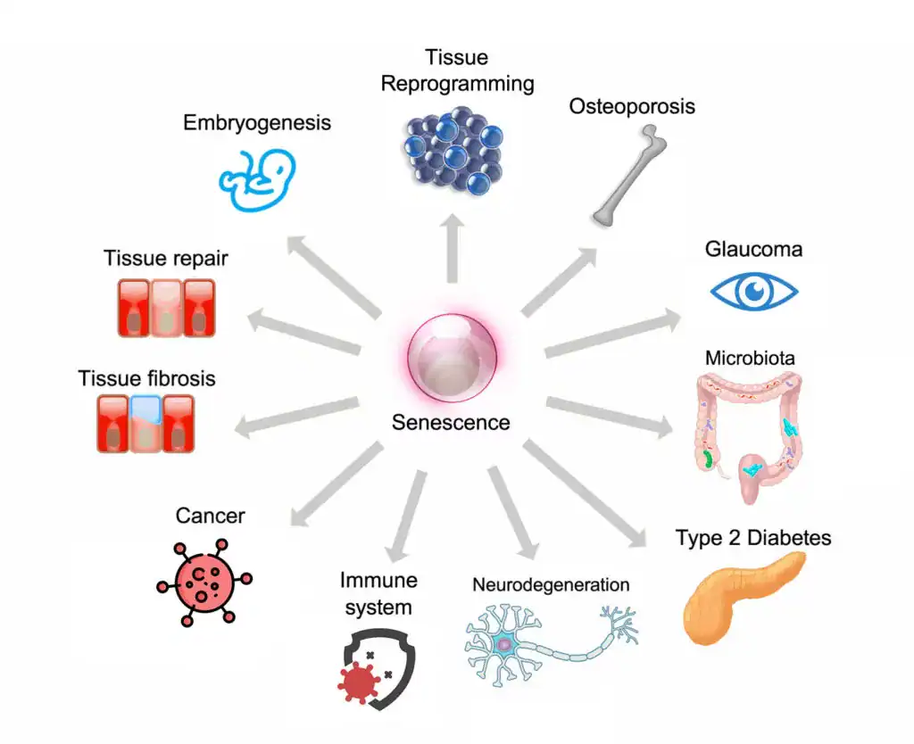 Diagram showing possible impacts of senescent cell accumulation, including: tissue reprogramming, osteoporosis, glaucoma, type 2 diabetes, neurodegeneration, immune dysregulation, cancer, tissue fibrosis, and impraied tissue repair