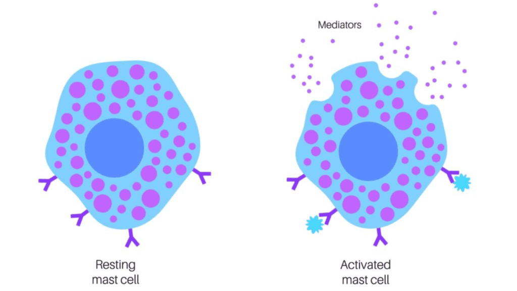 A basic diagram showing a mast cell in its rested state, versus an activated mast cell releasing mediators, as well as other antigens such as histamines