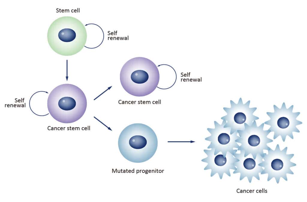 Cancer Stem Cell self renewal diagram