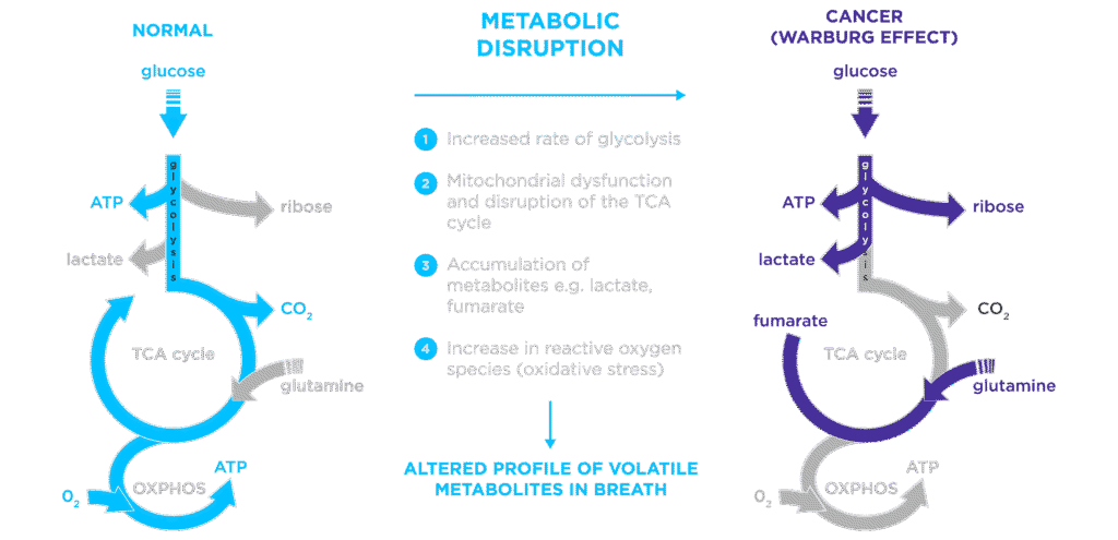 The Warburg effect Disruption of the TCA cycle diagram showing normal cellular metabolism versus irregular cellular metabolism in cancer cells