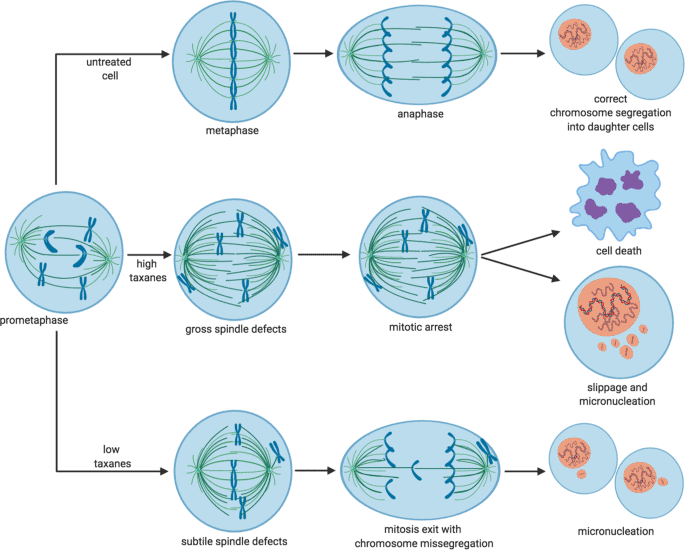 cancer microtubule diagram