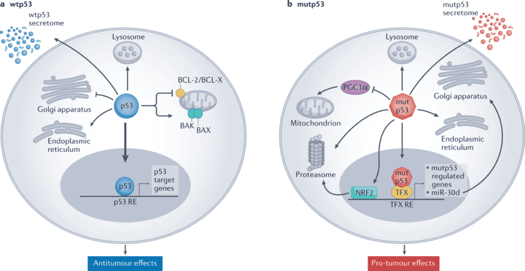 p53 suppresor gene antitumour vs pro-tumour effects